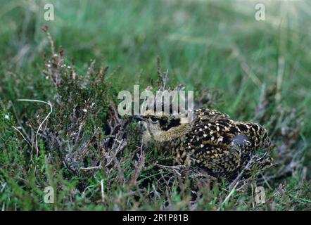 Moorhühner, Hühner, Ptarmigan, Ptarmigan, Hühnervögel, Moorhühner, Tiere, Vögel, Rothühner (Lagopus lagopus) Küken in Heidekraut Stockfoto