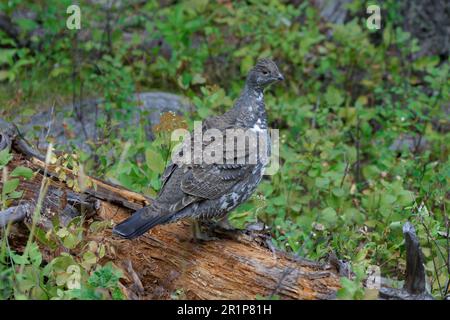 Felsenhühner, Dümmernhühner (Dendragapus obscurus), Hühnervögel, Hennen, Hennen, Hennen, Tiere, Vögel, Blue Grouse, Erwachsener im Herbst/September Stockfoto