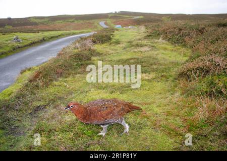 Schottisches Grosshuhn, Rothuhn (Lagopus lagopus scoticus), Ptarmigan, Ptarmigan, Huhn, Grosshuhn, Tiere, Vögel, Rote Grotte, männlich, laufend Stockfoto