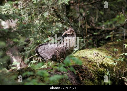 Muschelhühner (Bonasa umbellus), Rüschelhühner, Huhn, Muschelhühner, Tiere, Vögel, Rüschen-Muscheln-Männchen-Display Stockfoto