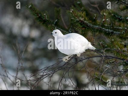 Weidenhai (Lagopus lagopus), männlich, in voller Winterzucht, hoch oben auf einem Ast, Finnland Stockfoto