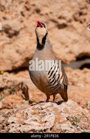 Chukar Partridge (Alectoris Chukar) männlicher Erwachsener, am Telefon, auf dem Felsen, Griechenland Stockfoto