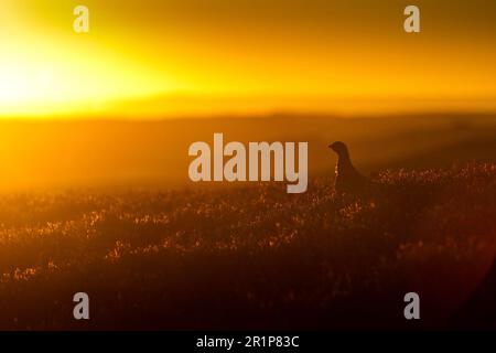 Rothühner (Lagopus lagopus scoticus), männlich, in blühendem Heidekraut auf Moorland, Lammermuir Hills, schottische Grenzen, Schottland, United Stockfoto