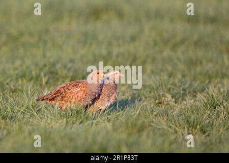 Rebhuhn, graue Rebhühner (Perdix perdix), Hühnervögel, Tiere, Vögel, graues Rebhuhn, erwachsenes Paar, auf Wiese stehend, Suffolk, England, United Stockfoto