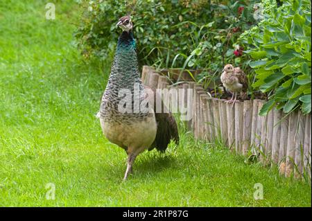 Indischer Pfauenpfau (Pavo cristatus), Blaue Pfauen, Hühnervögel, Tiere, Vögel, Indianer-Peafowl, Erwachsene Frau mit Küken, im Garten, Rhayader, Powys Stockfoto