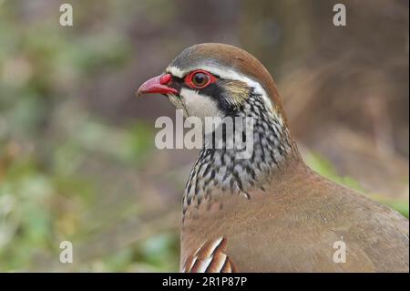 Rotbein-Rebhuhn (Alectoris rufa), Erwachsener, Nahaufnahme des Kopfes, Warwickshire, England, Winter Stockfoto