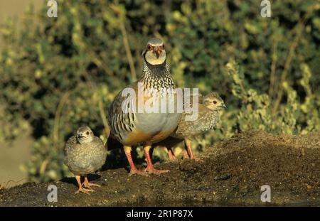 Rotbein-Rebhuhn (Alectoris rufa) Erwachsener mit jungen Kindern im Trinkbecken Stockfoto