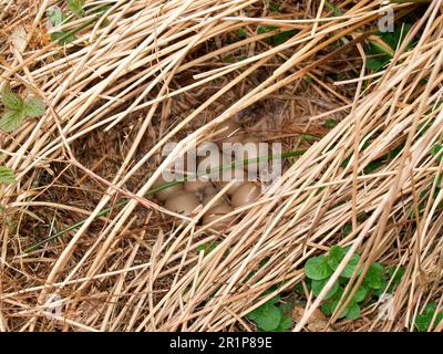 Fasane, Fasane, Fasane, Hühnervögel, Tiere, Vögel, Gemeiner Fasan (Phasianus colchicus) Nest mit Eiern, Devon, England, Groß Stockfoto