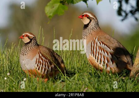 Rotbein-Rebhuhn (Alectoris rufa), Rotbein-Rebhuhn, Huhn, Tiere, Vögel, Rotbein-Rebhuhn, Erwachsenenpaar, im Graben, Norfolk Stockfoto