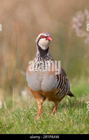 Rotbein-Rebhuhn (Alectoris rufa), ausgewachsener Mann, auf Gras auf dem Feld stehend, Suffolk, England, Vereinigtes Königreich Stockfoto