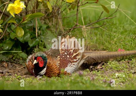 Fasane, Fasane, Fasane, Hühnervögel, Tiere, Vögel, Gemeiner Fasan (Phasianus colchicus), männlich ausgewachsener Mann, der ein Staubbad nimmt Stockfoto