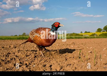 Gewöhnlicher Fasan (Phasianus colchicus), männlicher Erwachsener, Futtersuche, Abkratzen des Bodens mit dem Fuß im gepflügten Feld, Suffolk, England, Vereinigtes Königreich Stockfoto