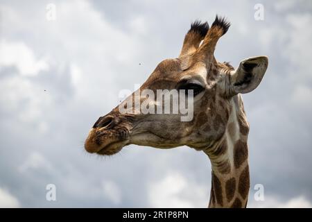 Einsame Giraffe in Savanne, ihrem natürlichen Lebensraum, im Imire Rhino & Wildlife Conservancy National Park, Simbabwe Stockfoto