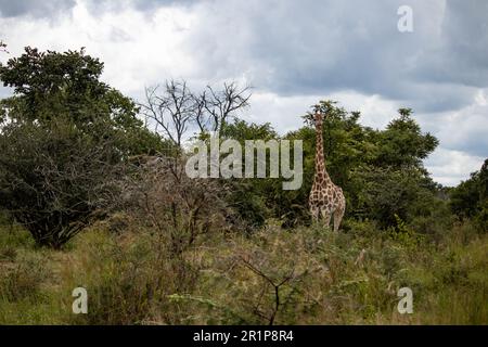 Einsame Giraffe in Savanne, ihrem natürlichen Lebensraum, im Imire Rhino & Wildlife Conservancy National Park, Simbabwe Stockfoto