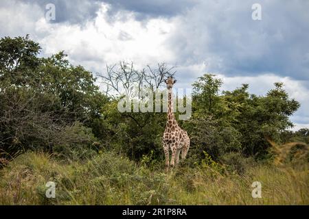 Einsame Giraffe in Savanne, ihrem natürlichen Lebensraum, im Imire Rhino & Wildlife Conservancy National Park, Simbabwe Stockfoto