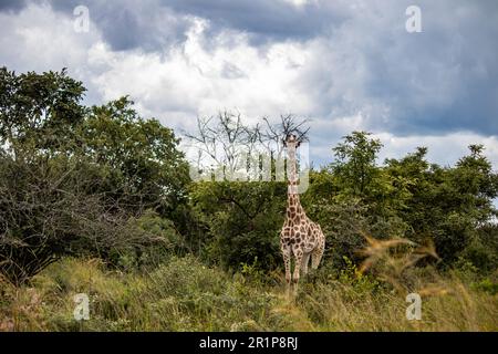 Einsame Giraffe in Savanne, ihrem natürlichen Lebensraum, im Imire Rhino & Wildlife Conservancy National Park, Simbabwe Stockfoto