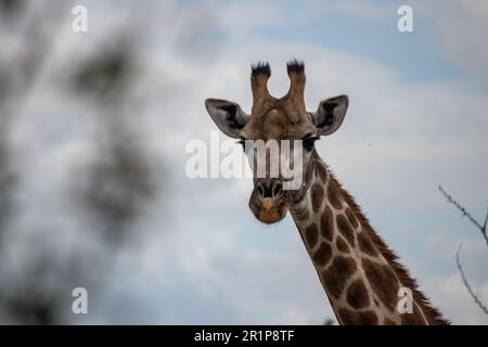 Einsame Giraffe in Savanne, ihrem natürlichen Lebensraum, im Imire Rhino & Wildlife Conservancy National Park, Simbabwe Stockfoto