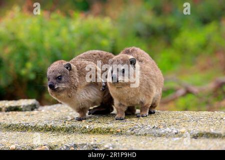 Rock Dassie (Procavia capensis), Two youngs, Betty's Bay, Westkap, Südafrika, Afrika Stockfoto