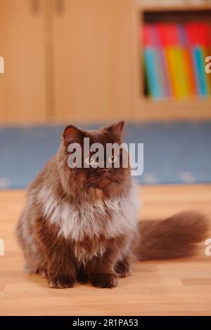 Britische Longhair-Katze, männlich, Schokolade Stockfoto