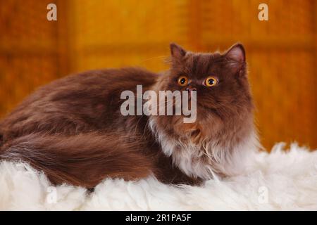 Britische Longhair-Katze, männlich, Schokolade Stockfoto