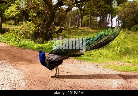 Wunderschöne männliche Pfauen mit hellen Federn wandern im Park mit langen Schwänzen. Er steht auf einer unbefestigten Straße und zieht sich den Schwanz, bevor er sich öffnet. Stockfoto