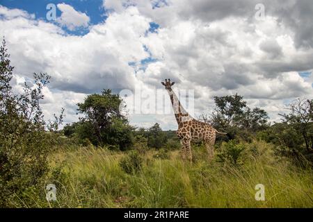 Einsame Giraffe in Savanne, die Früchte von der Spitze der Büsche isst, in ihrem natürlichen Lebensraum im Imire Rhino & Wildlife Conservancy National Park, Simbabwe Stockfoto