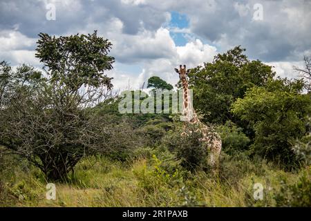 Einsame Giraffe in Savanne, ihrem natürlichen Lebensraum, im Imire Rhino & Wildlife Conservancy National Park, Simbabwe Stockfoto