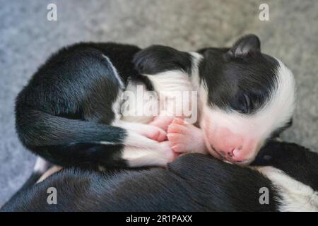 Ein einwöchiger Border Collie-Welpen ruht in einer Welpenkiste, die Augen geschlossen und sicher zusammengeschoben. Stockfoto
