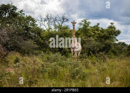 Einsame Giraffe in Savanne, ihrem natürlichen Lebensraum, im Imire Rhino & Wildlife Conservancy National Park, Simbabwe Stockfoto