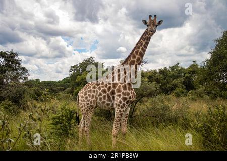 Einsame Giraffe in Savanne, ihrem natürlichen Lebensraum, im Imire Rhino & Wildlife Conservancy National Park, Simbabwe Stockfoto