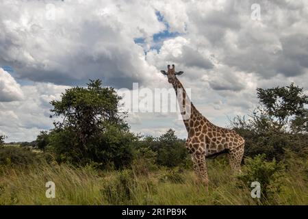 Einsame Giraffe in Savanne, ihrem natürlichen Lebensraum, im Imire Rhino & Wildlife Conservancy National Park, Simbabwe Stockfoto