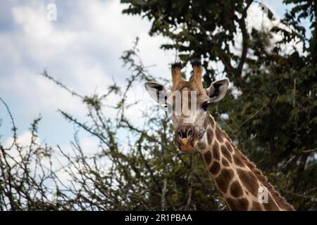 Einsame Giraffe in Savanne, ihrem natürlichen Lebensraum, im Imire Rhino & Wildlife Conservancy National Park, Simbabwe Stockfoto