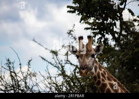 Einsame Giraffe in Savanne, ihrem natürlichen Lebensraum, im Imire Rhino & Wildlife Conservancy National Park, Simbabwe Stockfoto