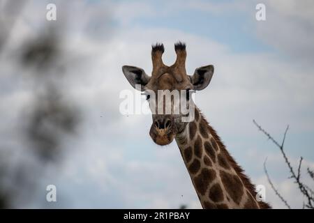 Einsame Giraffe in Savanne, ihrem natürlichen Lebensraum, im Imire Rhino & Wildlife Conservancy National Park, Simbabwe Stockfoto