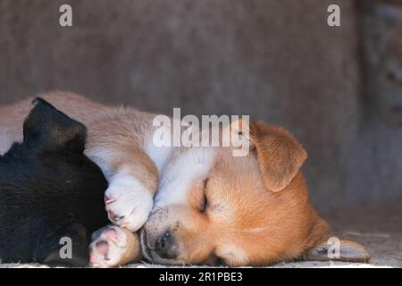 Kleine Hunde, die sich gegenseitig im Hundehaus schlafen. Selektivfokus des Hundes. Offener Raum. Stockfoto