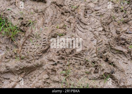 Schlammige Wanderwege in einem Wald im Northumberland Stockfoto