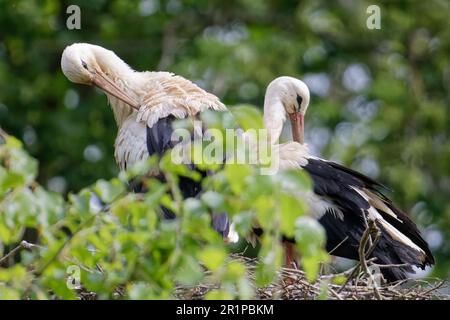 Eine Nahaufnahme von zwei Störchen in einem Nest auf einem Baum Stockfoto