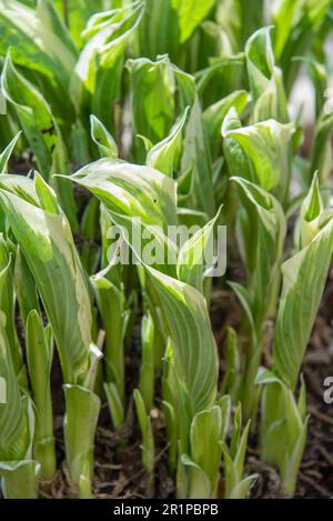 Nahaufnahme der ersten Blätter einer Hosta im Frühjahr. Hosta ist eine Gattung mehrjähriger, krautiger Pflanzen der Asparagus-Familie. Garten, ländlich, Cotta Stockfoto