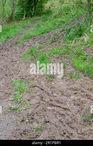 Schlammige Wanderwege in einem Wald im Northumberland Stockfoto