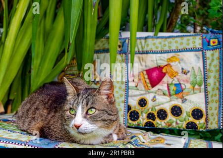 Hauskatzen sonnen sich auf einer Bank im Garten. Stockfoto
