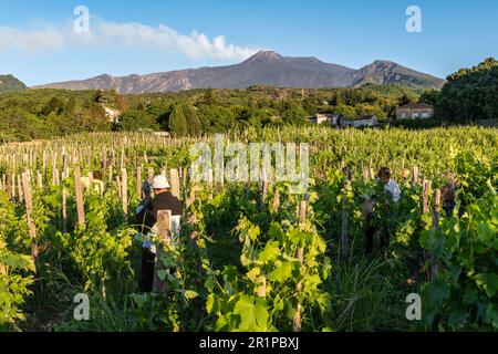 Sommerschnitt der Weinreben auf einem Weinberg im Dorf Milo, hoch oben an den Hängen des Ätna, Sizilien, Italien Stockfoto