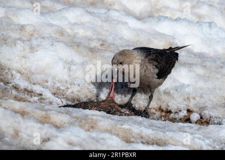 Antarktis, Carroll Inlet, vulkanische Insel Sims, vor der Küste von Palmer Land. Adelie-Pinguin (Pygoscelis adeliae)-Kolonie. Skua isst Adelie-Pinguin. Stockfoto