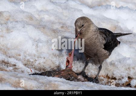 Antarktis, Carroll Inlet, vulkanische Insel Sims, vor der Küste von Palmer Land. Adelie-Pinguin (Pygoscelis adeliae)-Kolonie. Skua isst Adelie-Pinguin. Stockfoto