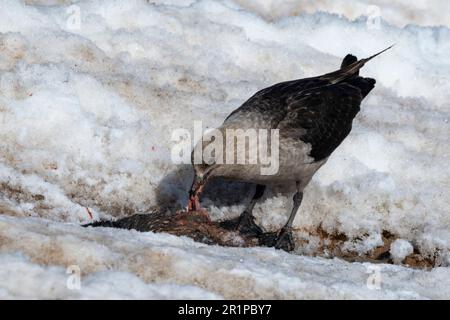 Antarktis, Carroll Inlet, vulkanische Insel Sims, vor der Küste von Palmer Land. Adelie-Pinguin (Pygoscelis adeliae)-Kolonie. Skua isst Adelie-Pinguin. Stockfoto