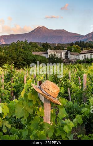 Ein Weinberg im Dorf Milo, hoch oben an den Hängen des Ätna, Sizilien, Italien Stockfoto