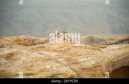 Fast wilde Katze, die in Petra Jordan in der Höhe lebt und sich von Resten von Touristen oder Beduinen ernährt. Die Katze lebt in der Wildnis auf dem roten Felsen und ev Stockfoto