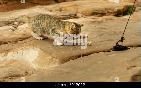 Fast wilde Katze, die in Petra Jordan in der Höhe lebt und sich von Resten von Touristen oder Beduinen ernährt. Die Katze lebt in der Wildnis auf dem roten Felsen und ev Stockfoto