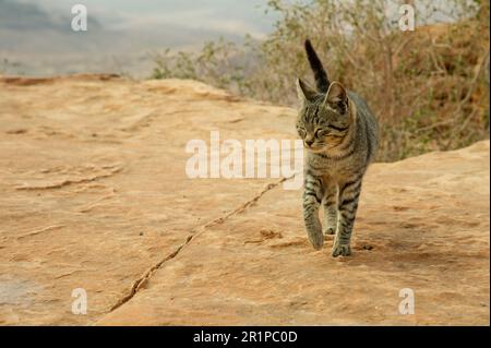 Fast wilde Katze, die in Petra Jordan in der Höhe lebt und sich von Resten von Touristen oder Beduinen ernährt. Die Katze lebt in der Wildnis auf dem roten Felsen und ev Stockfoto