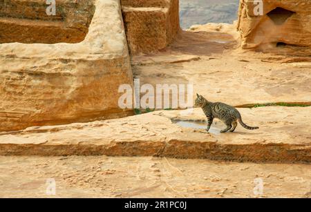 Fast wilde Katze, die in Petra Jordan in der Höhe lebt und sich von Resten von Touristen oder Beduinen ernährt. Die Katze lebt in der Wildnis auf dem roten Felsen und ev Stockfoto