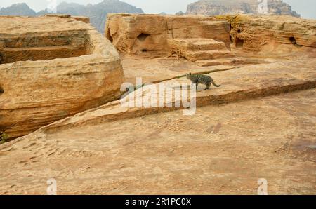 Fast wilde Katze, die in Petra Jordan in der Höhe lebt und sich von Resten von Touristen oder Beduinen ernährt. Die Katze lebt in der Wildnis auf dem roten Felsen und ev Stockfoto